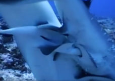 Grey Reef Sharks Mating – Yann Hubert