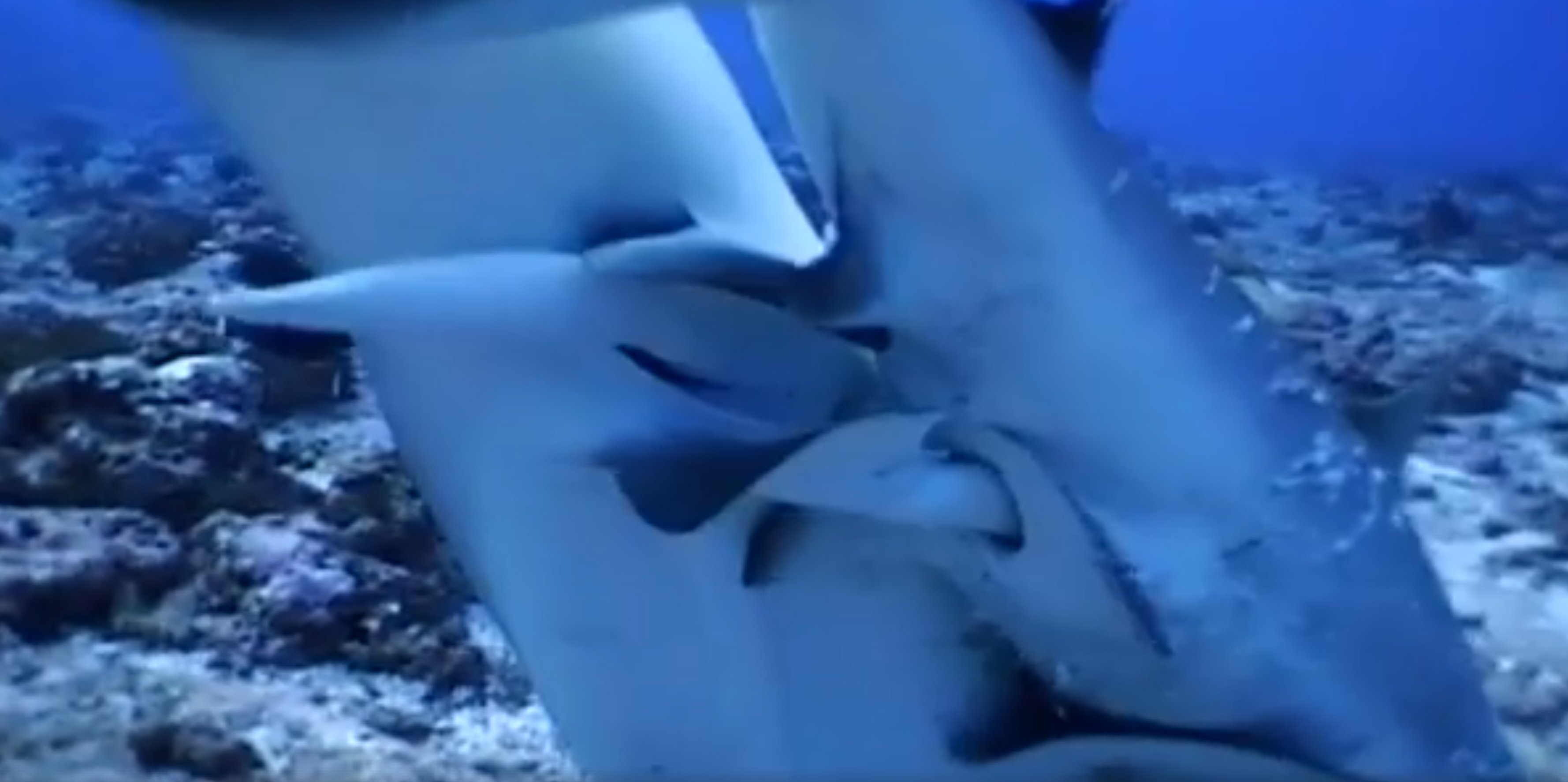 Grey Reef Sharks Mating – Yann Hubert | Natural History Nature Documentary