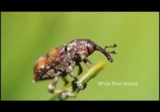 The White Pine Weevil’s Life Cycle – Ray Asselin
