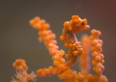 Pygmy Seahorses as Masters of Camouflage – Deep Look – PBS/KQED (2015)