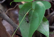 A Giant Forest Ant (Dinomyrmex gigas) Worker Foraging in Bukit Timah Nature Reserve