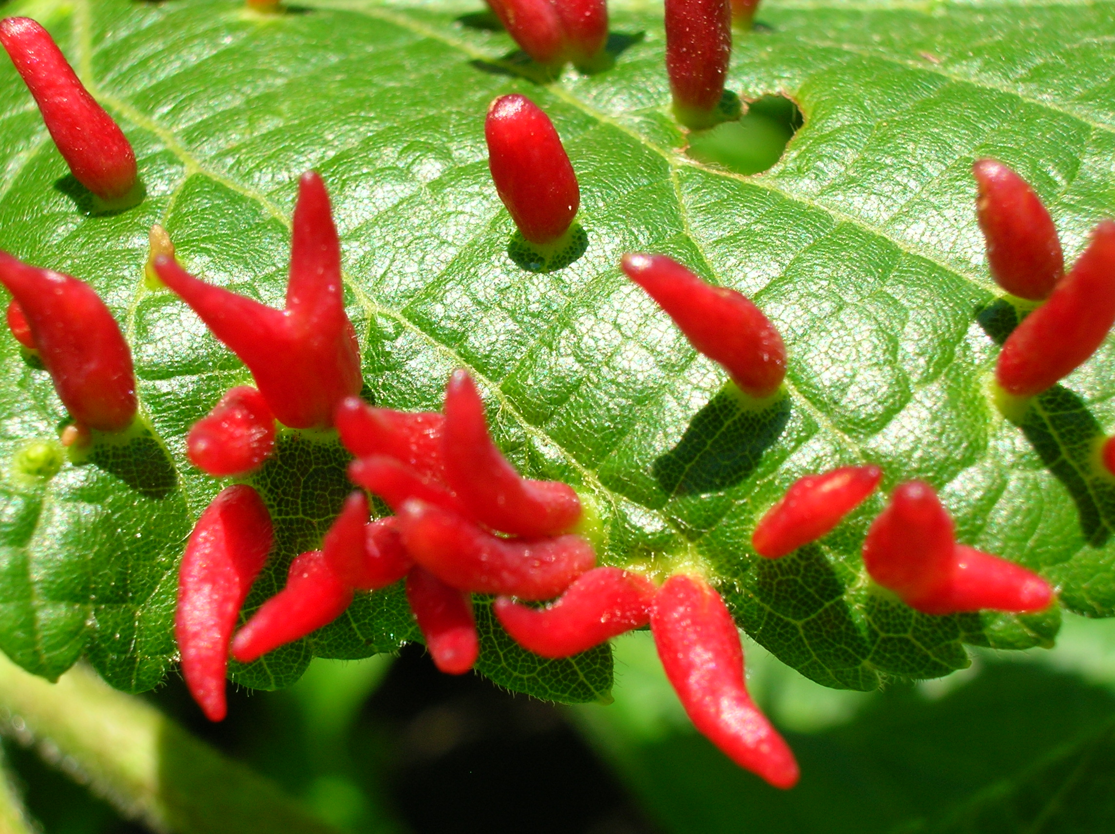 Gall galls smallest tiliae eriophyes wasps cures growths eriophyidae tilia europaea nail naturdata jstor