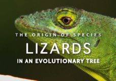 The Origin of Species: Lizards in an Evolutionary Tree – Dan Lewitt / HHMI (2013)