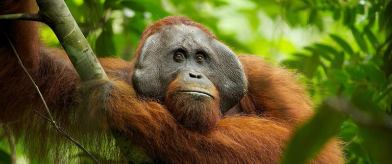 orangutan | Natural History Nature Documentary