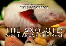The Axolotl: A Cut Above The Rest – Science Friday/Christian Baker (2016)