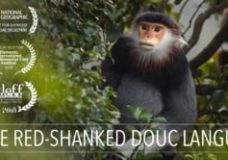 The Red-Shanked Douc Langur – Ryan Deboodt (2019)