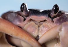 Whack! Jab! Crack! It’s a Blackback Land Crab Smackdown – Deep Look – PBS/KQED (2019)