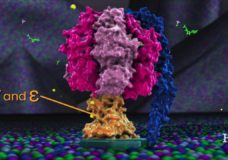 ATP Synthase in Action – HarvardX / BioVisions