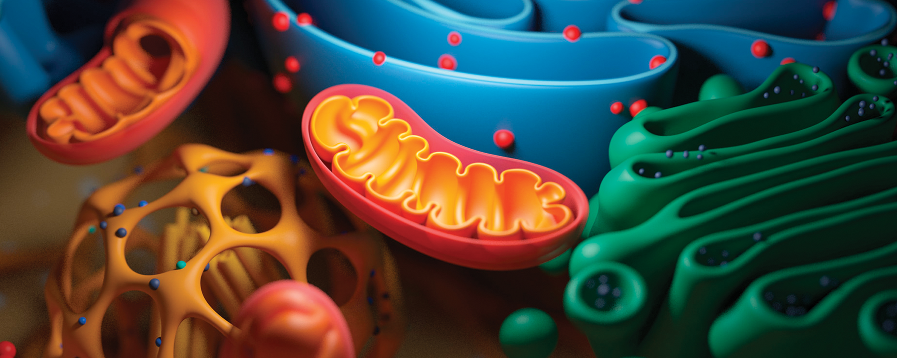 Mitochondria: The Cell's Powerhouse - HarvardX ...