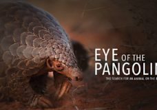 Eye of the Pangolin – Pangolin.Africa (2019)