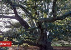 The Ancient Oak Tree that Taught the World a Lesson – BBC (2020)