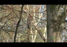 A Red Shouldered Hawk (Buteo lineatus)