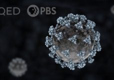 How The Coronavirus Attacks Your Lungs | KQED / Deep Look (2020)