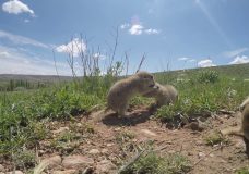 Baby Ground Squirrels Endemic to Anatolia – Hakan Gür (2020)