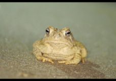 The Science in Saving the Fowler’s Toad – Ryan Mariotti (2017)