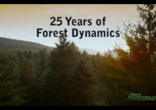 Forest Dynamics of North America Over 25 Years