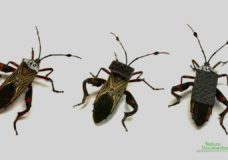 Prominent Features of Leaf-footed Stinkbugs