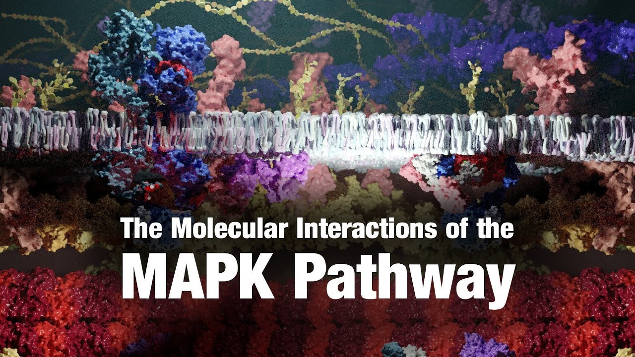 MAP Kinase Signaling – Ribosome Studio (2020) | Natural History Nature ...