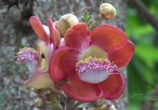 Cannonball Tree – Couroupita guianensis (Lecythidaceae) – Singapore Botanical Gardens