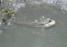 Mudskippers of the Tidal Mangrove Mudflats at the Sungei Buloh Wetland Reserve, Singapore