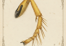 Bembix americana left foreleg tarsal rakes