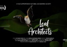 Leaf Architects – Botanica Films (2025)
