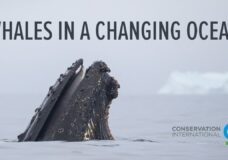 Whales in a Changing Ocean – Richard Sidey (2021)